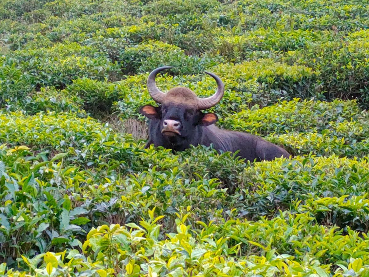 Ark heritage Coonoor Buitenkant foto